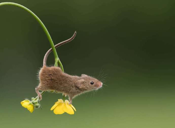 点击大图看下一张：巢鼠的尾巴善于抓握，有助于维持平衡
