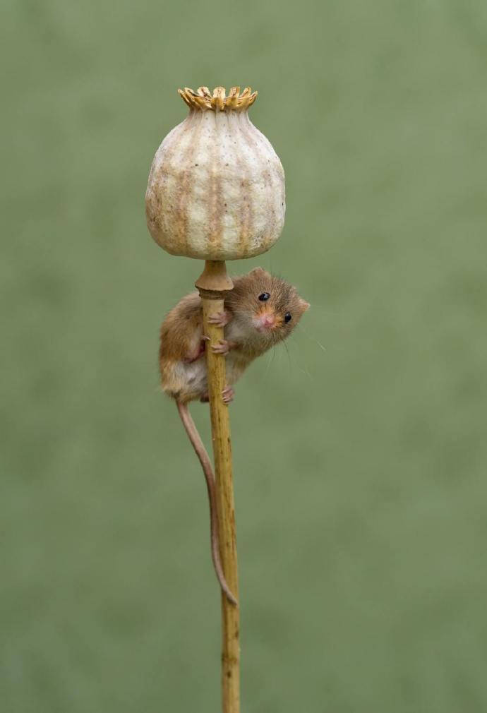 点击大图看下一张：巢鼠的尾巴善于抓握，有助于维持平衡