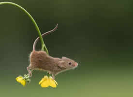 巢鼠的尾巴善于抓握，有助于维持平衡