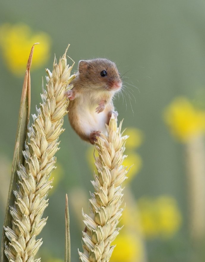点击大图看下一张：在小麦上可爱的小老鼠图片