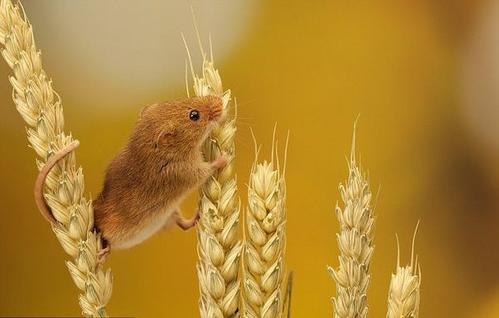 点击大图看下一张：在小麦上可爱的小老鼠图片