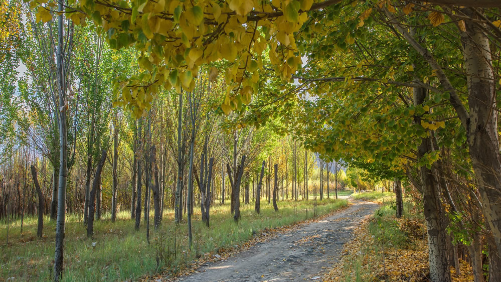 点击大图看下一张：一组秋季树林风景图片