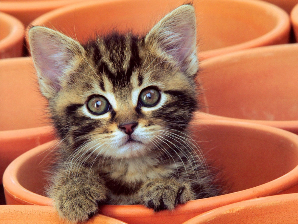 点击大图看下一张：超萌可爱的小猫咪