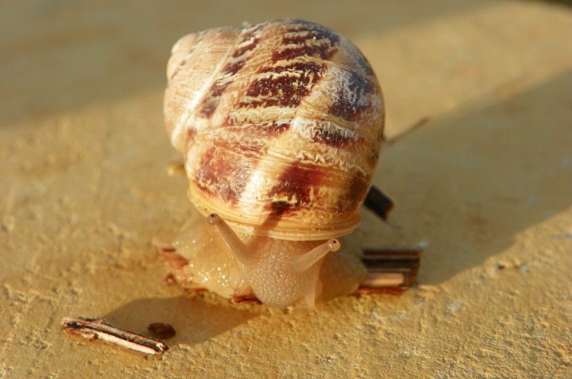 点击大图看下一张：正在缓慢前行的蜗牛高清图片