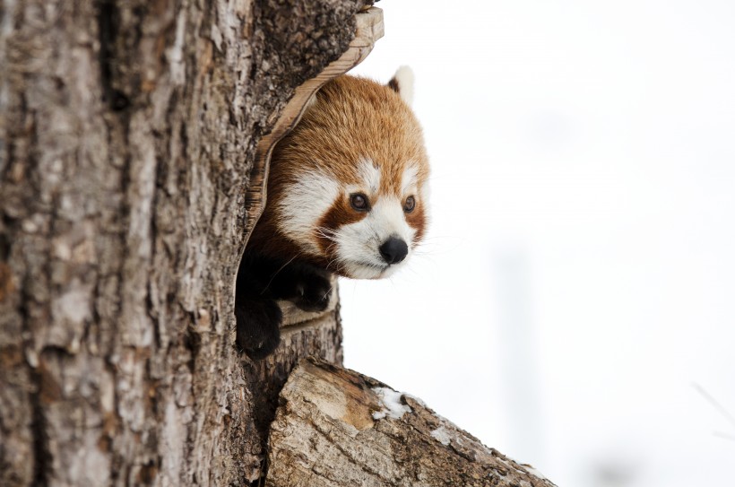 点击大图看下一张：正在树上玩耍的小熊猫图片