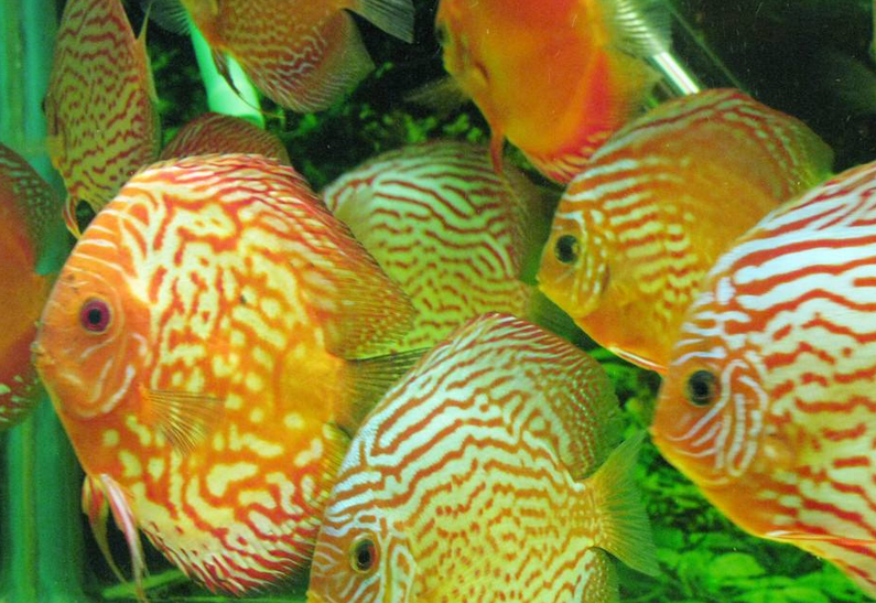 点击大图看下一张：色彩艳丽丰富的七彩神仙鱼图片