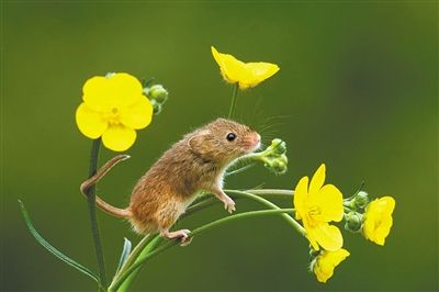 点击大图看下一张：一组活跃可爱的小老鼠图片