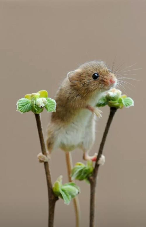 点击大图看下一张：一组活跃可爱的小老鼠图片