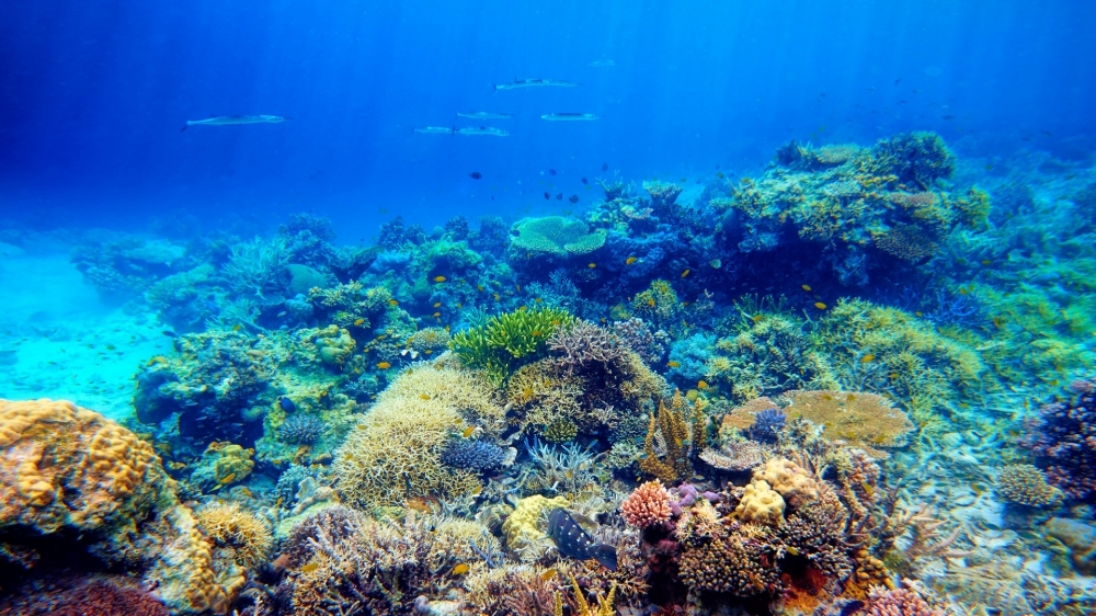 点击大图看下一张：海底珊瑚景观高清美图