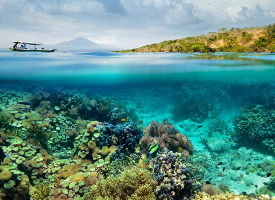海底珊瑚景观高清美图