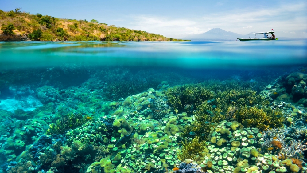 点击大图看下一张：海底珊瑚景观高清美图