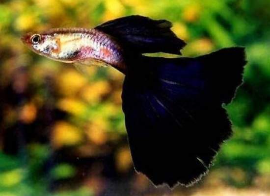 点击大图看下一张：性情非常柔和的孔雀鱼