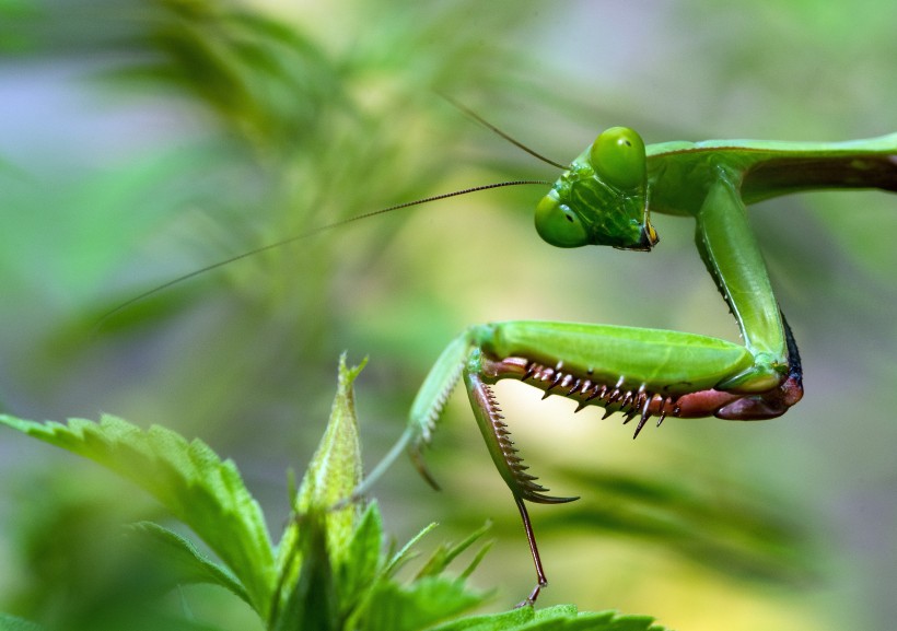 点击大图看下一张：螳螂微距离拍摄高清图片