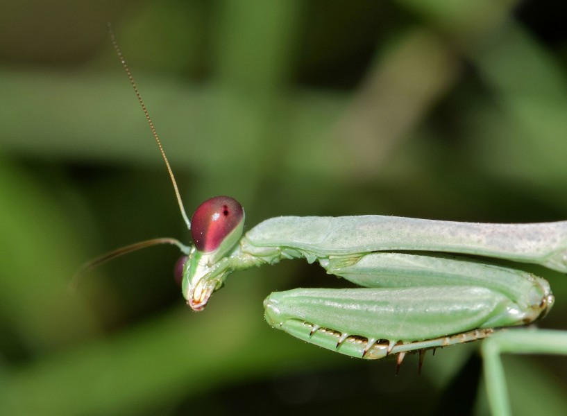 点击大图看下一张：螳螂微距离拍摄高清图片