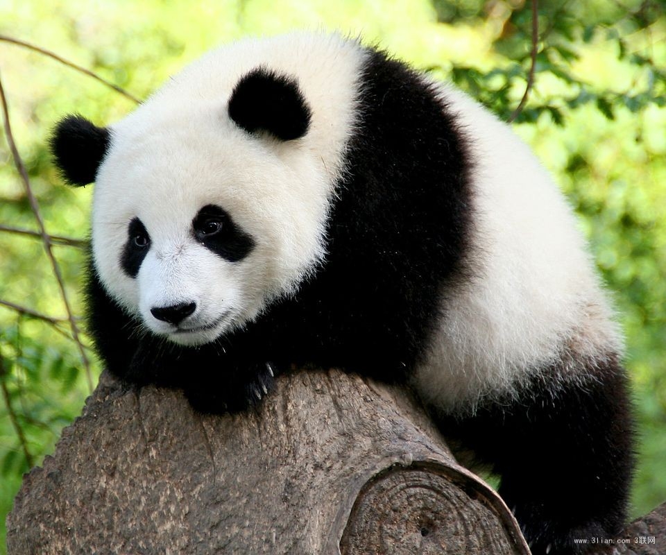 点击大图看下一张：一组憨态可掬的熊猫图片