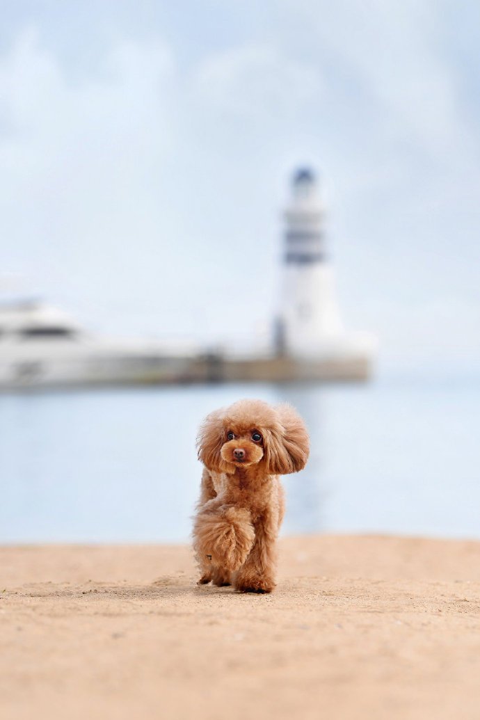 点击大图看下一张：一组棕色可爱的泰迪狗狗图片