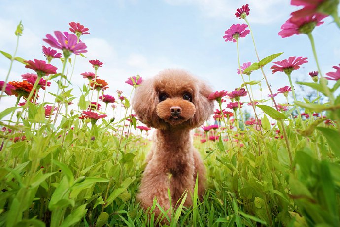 点击大图看下一张：一组棕色可爱的泰迪狗狗图片