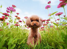 一组棕色可爱的泰迪狗狗图片