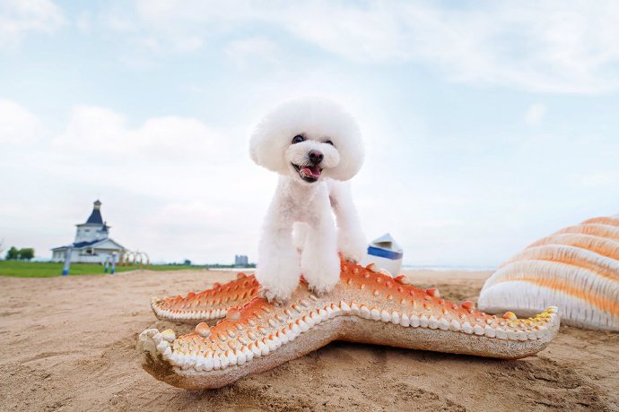 点击大图看下一张：一组纯白的可爱泰迪狗狗