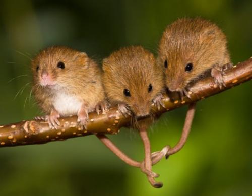 点击大图看下一张：成群的小老鼠图片欣赏
