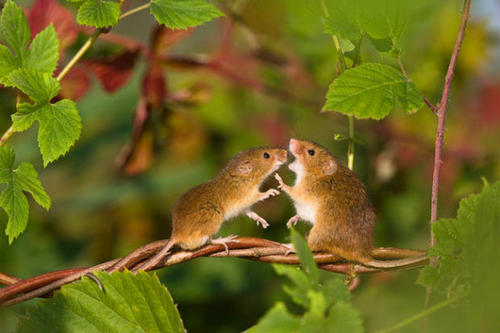 点击大图看下一张：成群的小老鼠图片欣赏