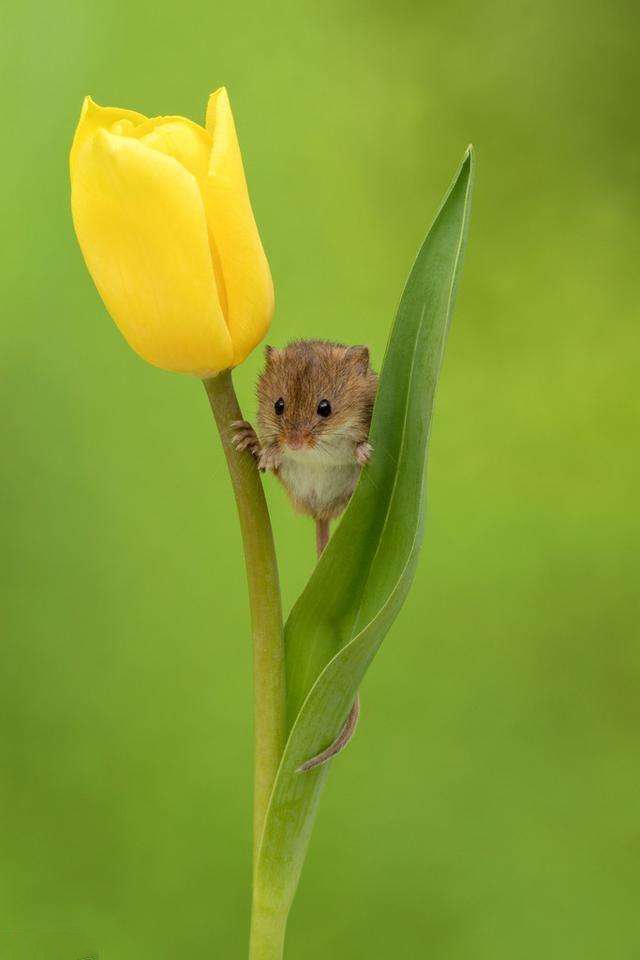 点击大图看下一张：喜欢花朵的小老鼠图片