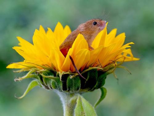 点击大图看下一张：喜欢花朵的小老鼠图片
