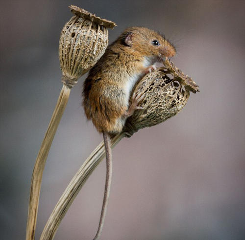 点击大图看下一张：在植物上玩耍的小老鼠