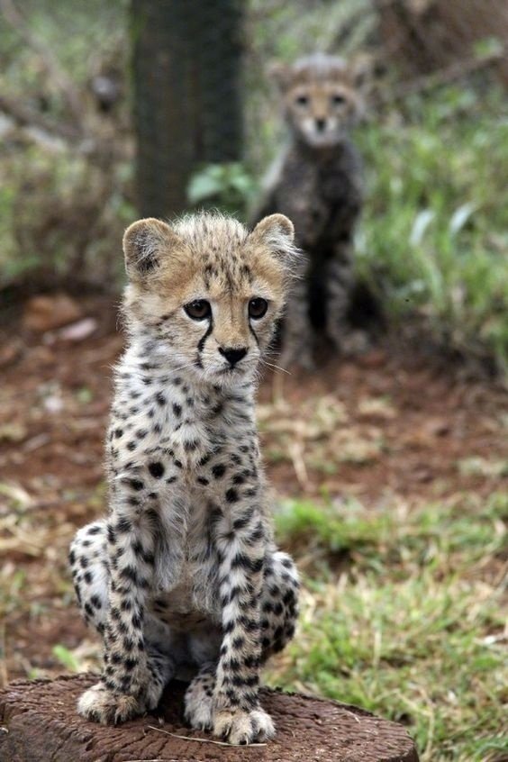 点击大图看下一张：一组超级可爱的小豹子图片