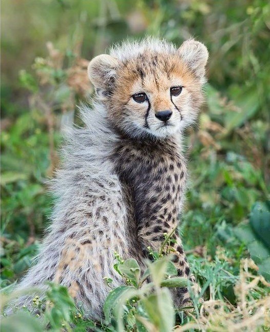 点击大图看下一张：一组超级可爱的小豹子图片