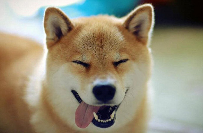 点击大图看下一张：一组超级爱笑的柴犬狗狗