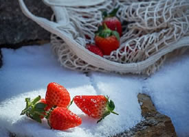 雪地里的一抹红色的草莓
