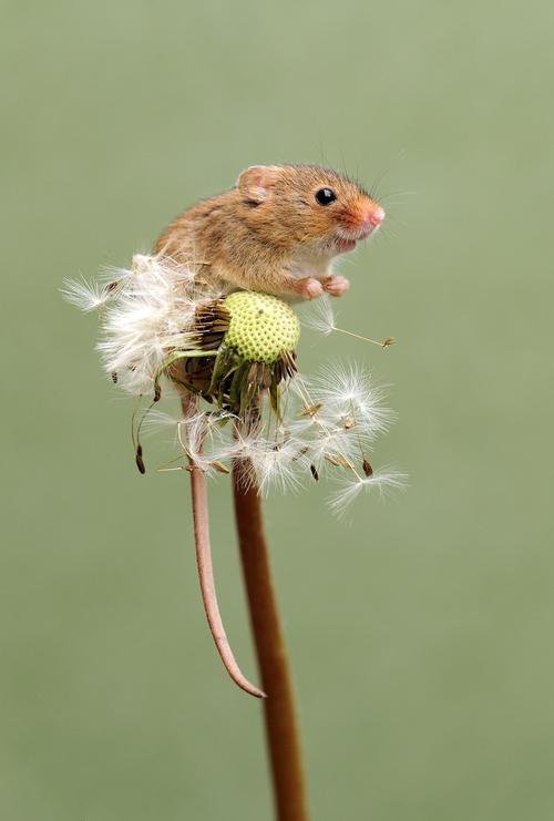 点击大图看下一张：春天里的小老鼠图片欣赏