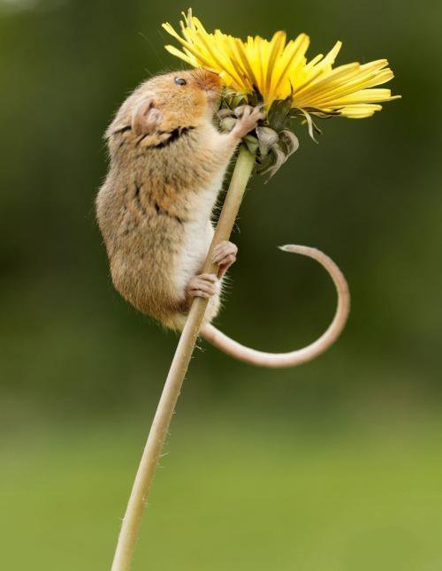 点击大图看下一张：春天里的小老鼠图片欣赏