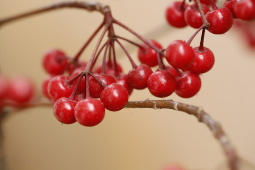 点击大图看下一张：红彤彤的长寿花果子-富贵果图片