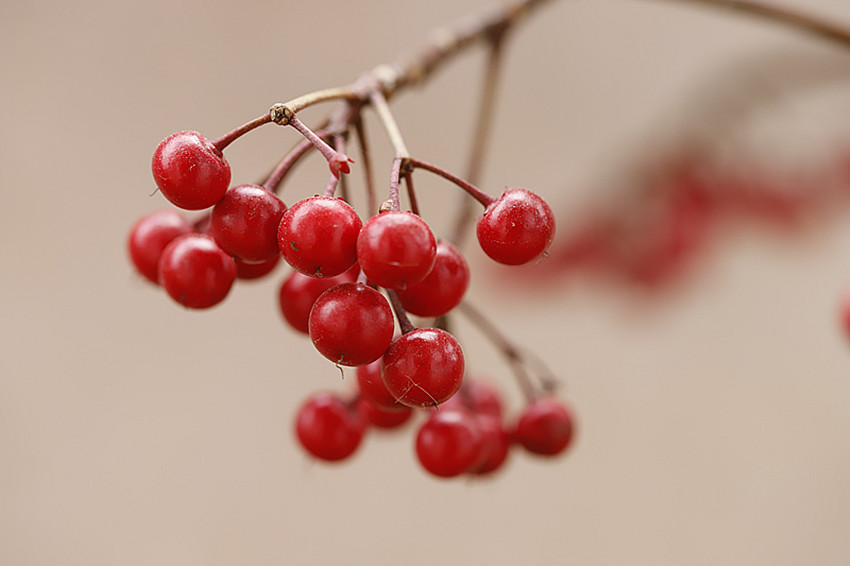 点击大图看下一张：红彤彤的长寿花果子-富贵果图片