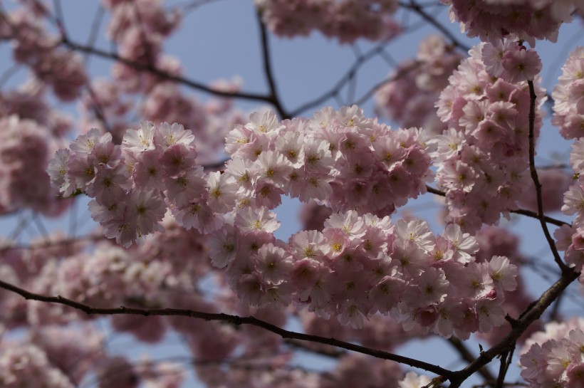 点击大图看下一张：高洁坚强的粉色梅花图片