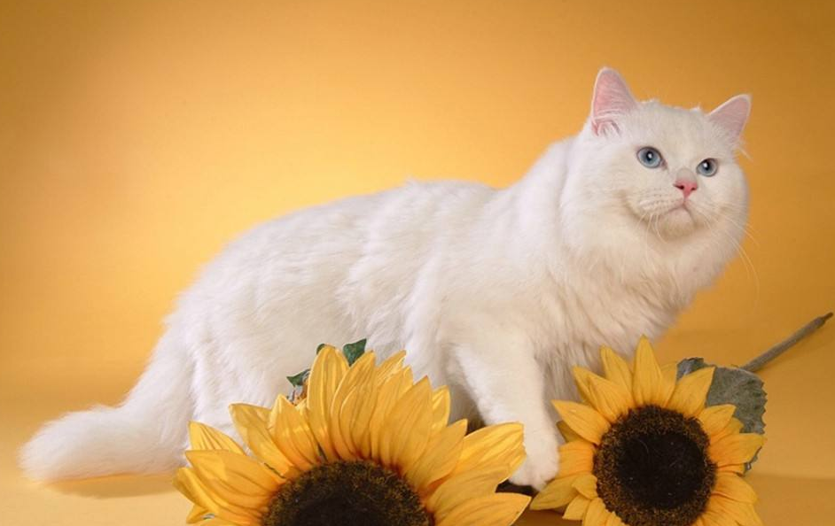 点击大图看下一张：举止优雅的波斯猫图片