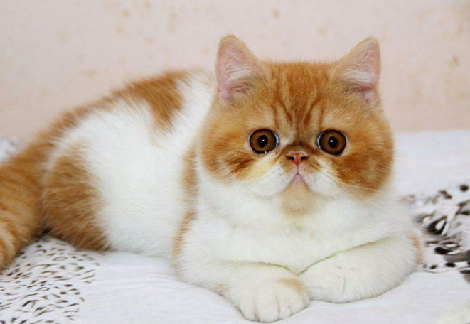 点击大图看下一张：高贵的波斯猫图片