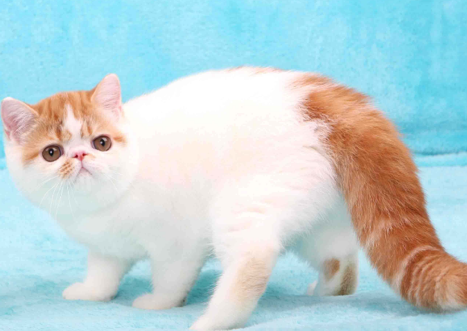 点击大图看下一张：高贵的波斯猫图片