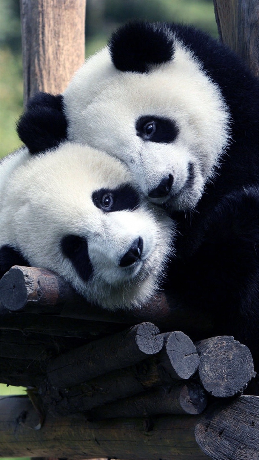 点击大图看下一张：超可爱软萌大熊猫图片手机壁纸