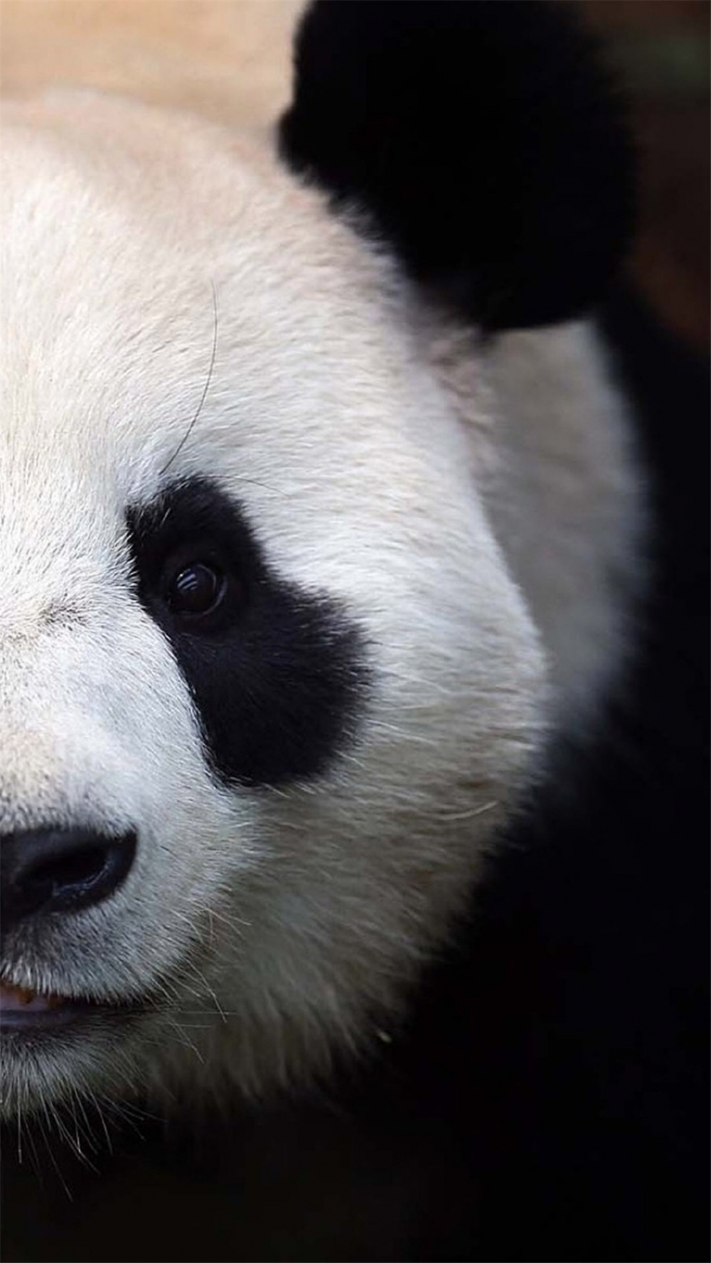 点击大图看下一张：超可爱软萌大熊猫图片手机壁纸