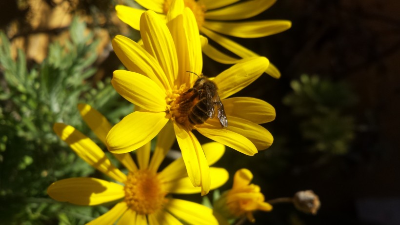 点击大图看下一张：正在花丛中采蜜的蜜蜂图片