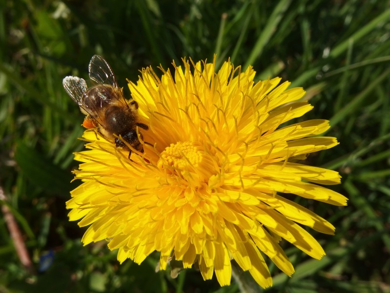 点击大图看下一张：正在花丛中采蜜的蜜蜂图片