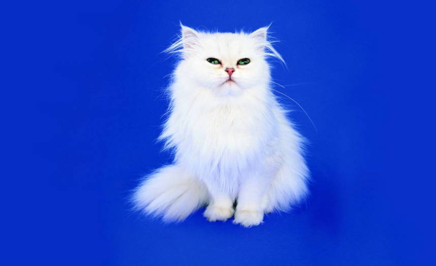 点击大图看下一张：一组优雅的波斯猫图片