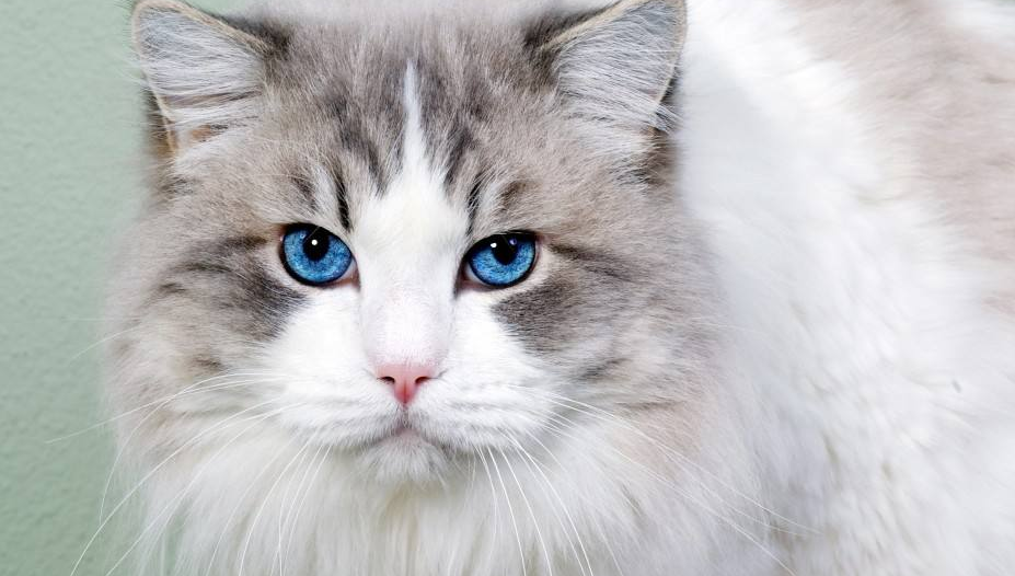 点击大图看下一张：一组优雅的波斯猫图片