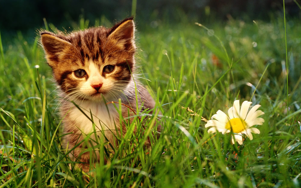 点击大图看下一张：温柔可爱的小猫咪图片
