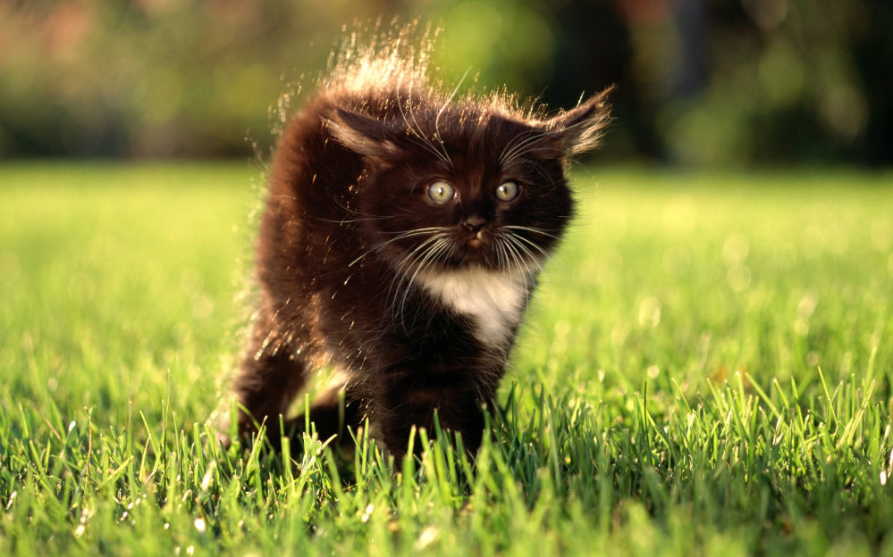 点击大图看下一张：温柔可爱的小猫咪图片