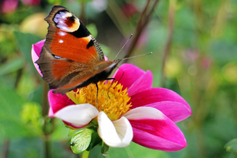 点击大图看下一张：正在花丛中飞舞的蝴蝶图片