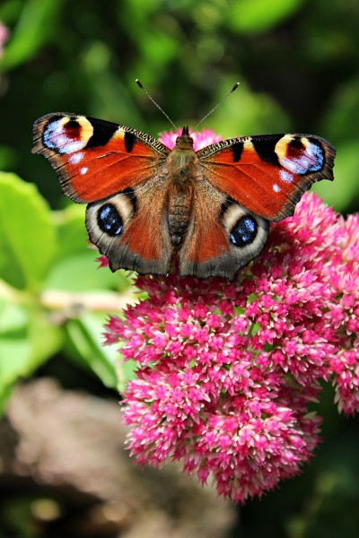 点击大图看下一张：正在花丛中飞舞的蝴蝶图片